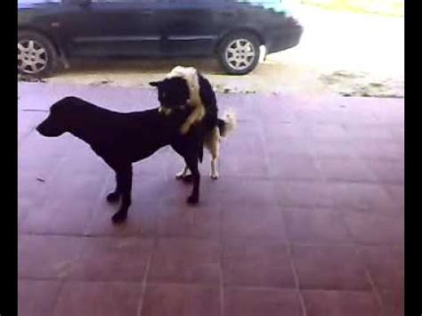 hombres follando con perro|Hombre fuerte y enérgico se folla el coño de una perra.